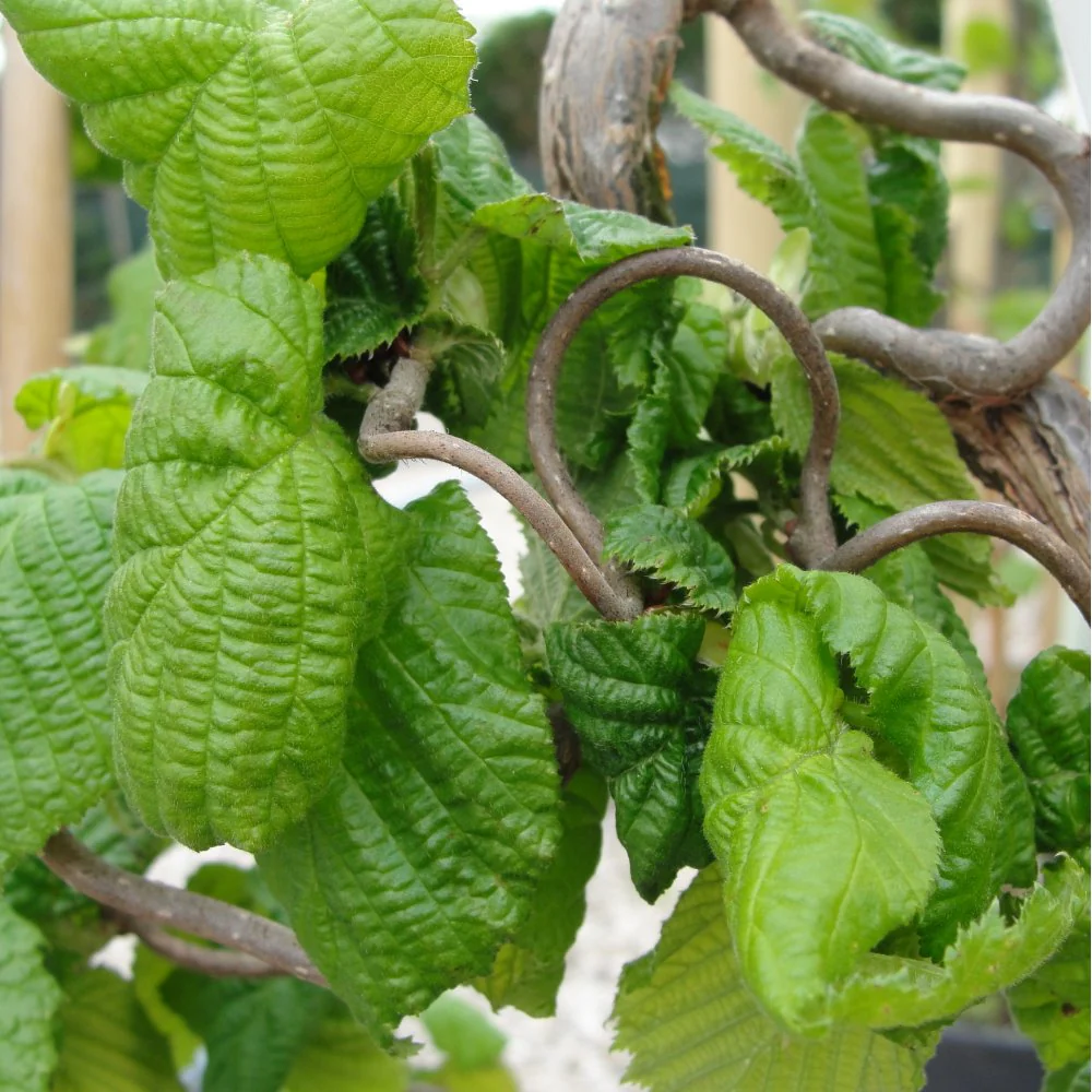 Corylus avellana 'Contorta' Shrub - Image 2