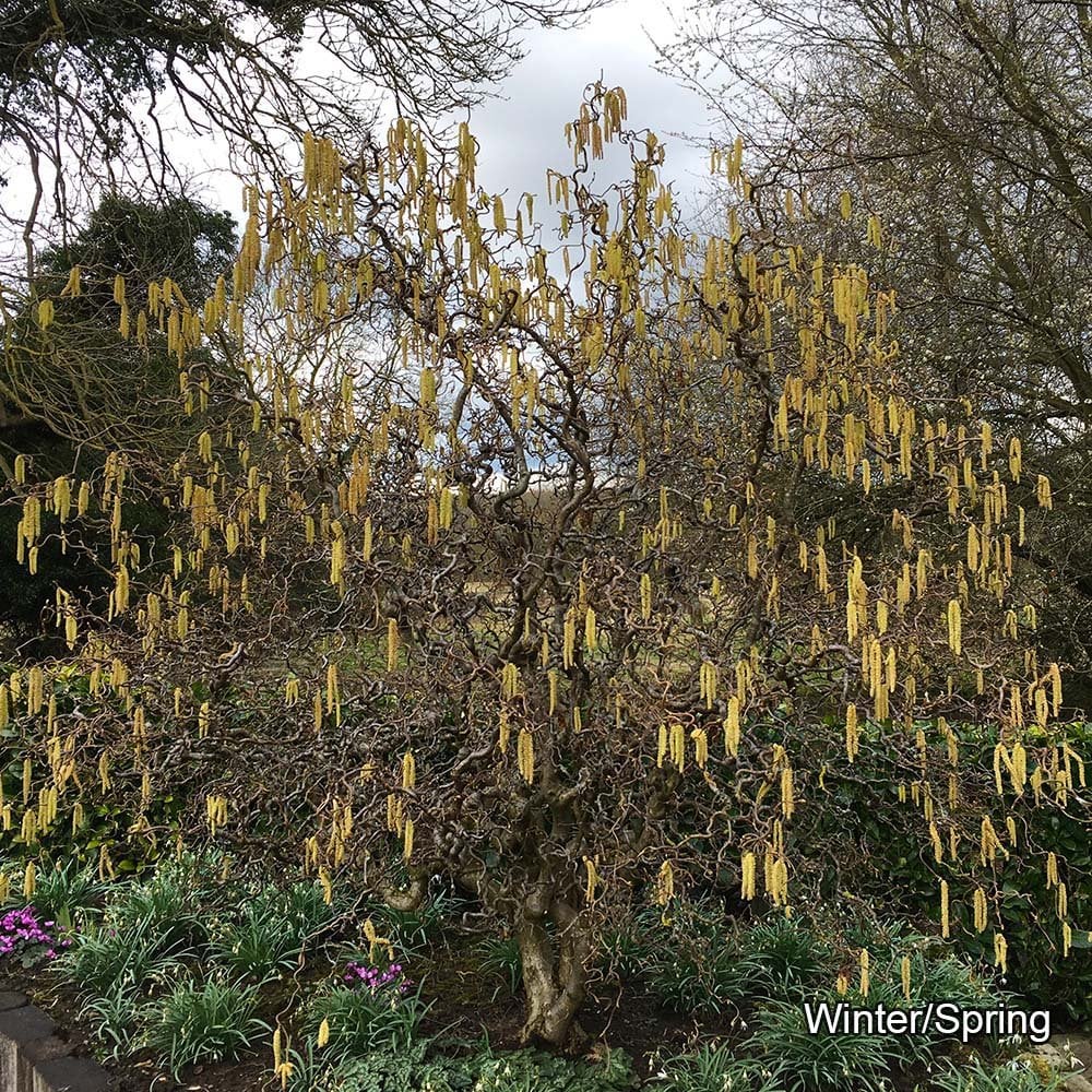 Corylus avellana 'Contorta' Shrub - Image 3