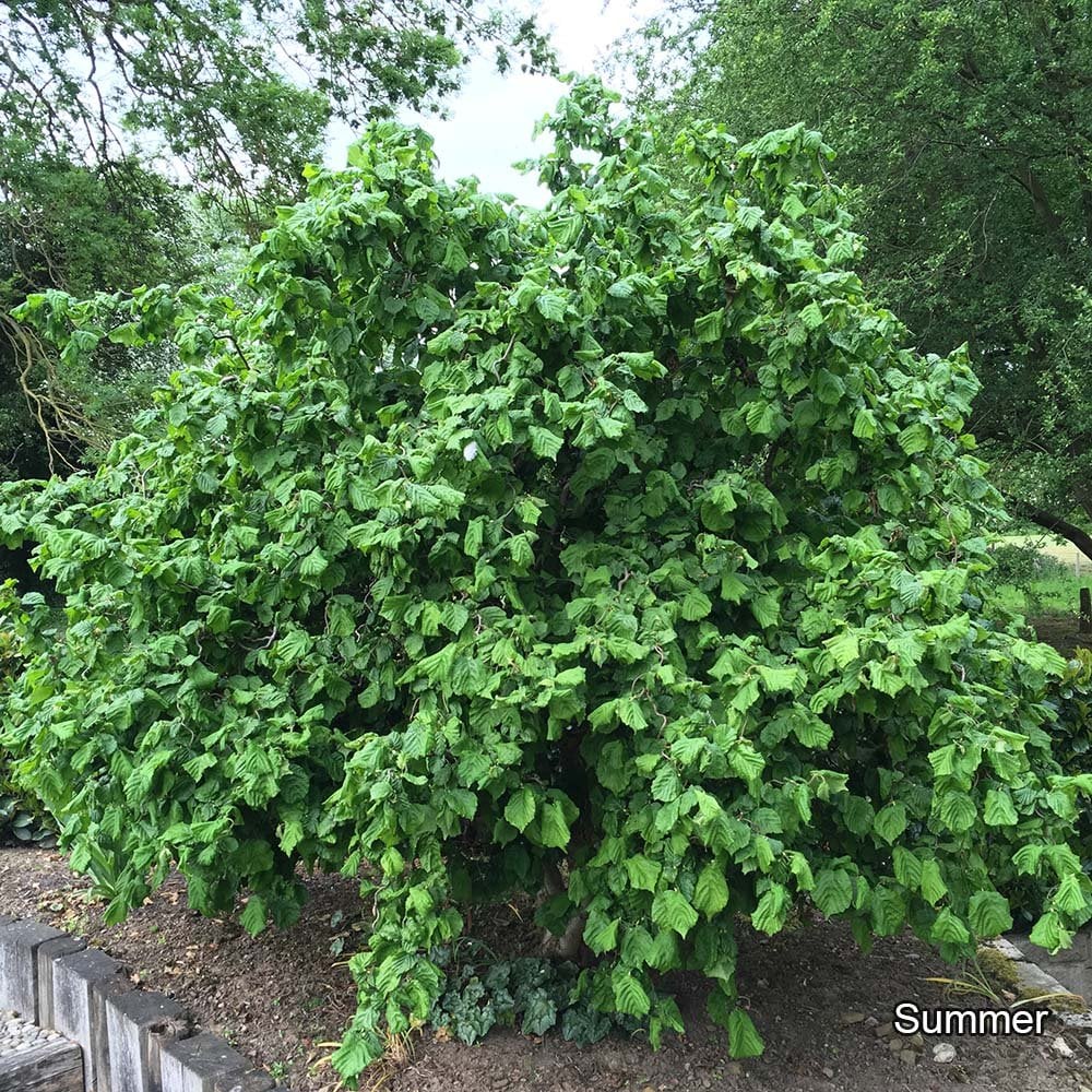 Corylus avellana 'Contorta' Shrub - Image 4