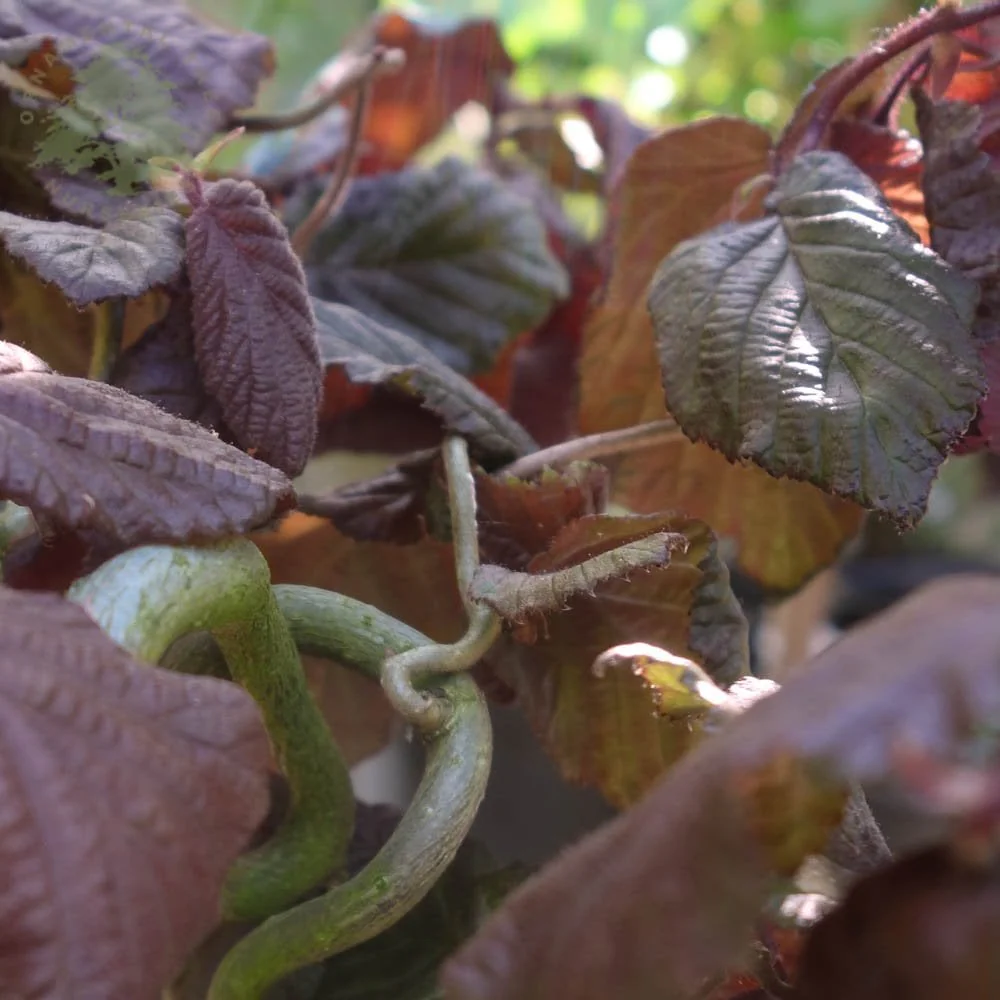 Corylus avellana 'Red Majestic' Tree - Image 3