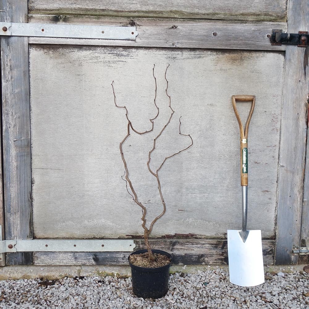 Corylus avellana 'Red Majestic' Tree - Image 4