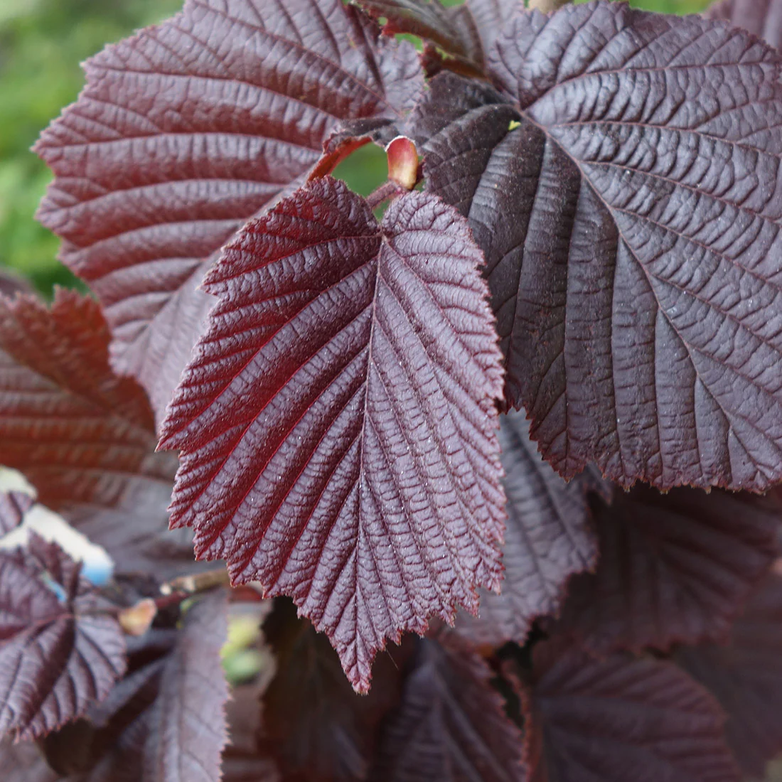 Corylus maxima 'Purpurea' Shrub
