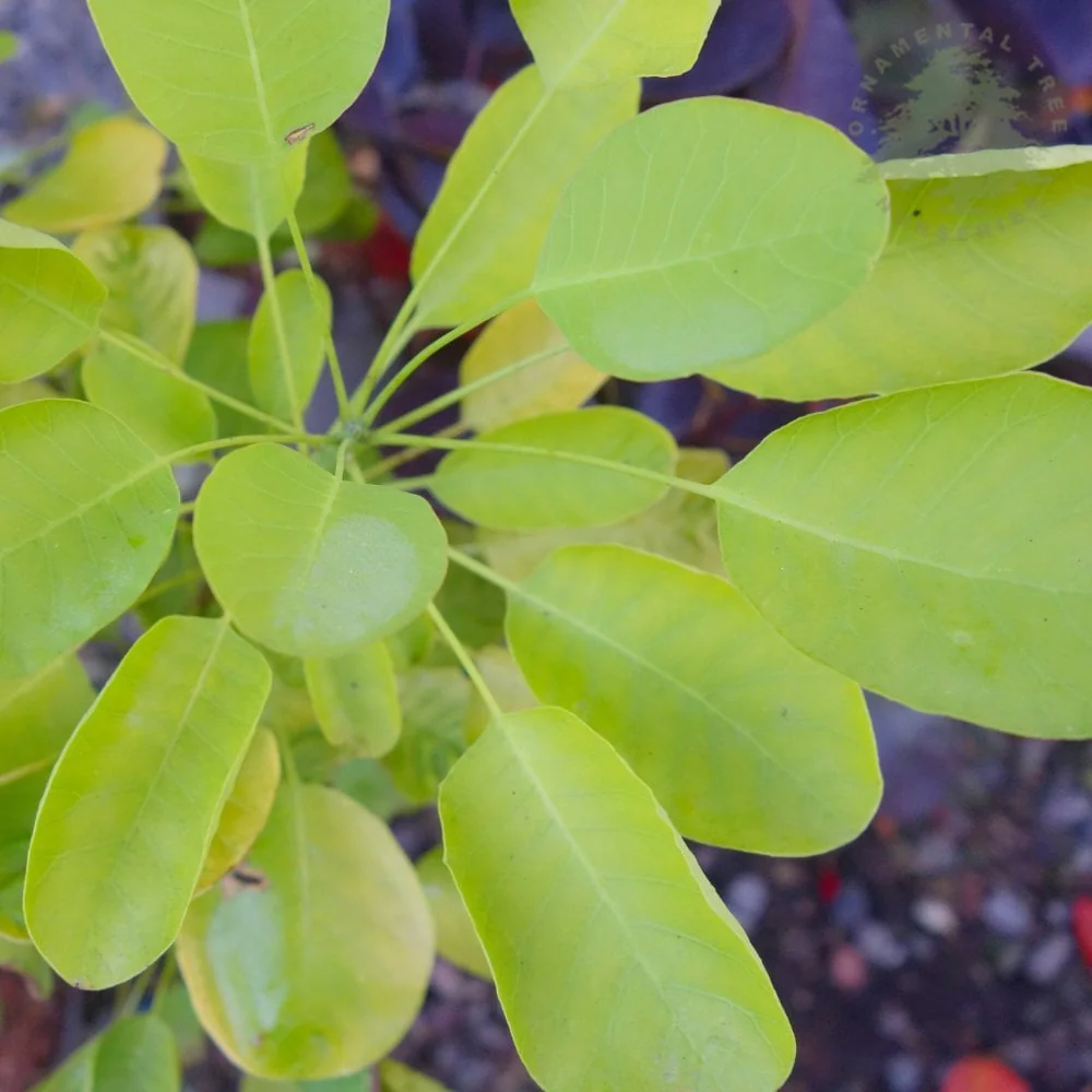 Cotinus coggygria 'Golden Spirit' Tree