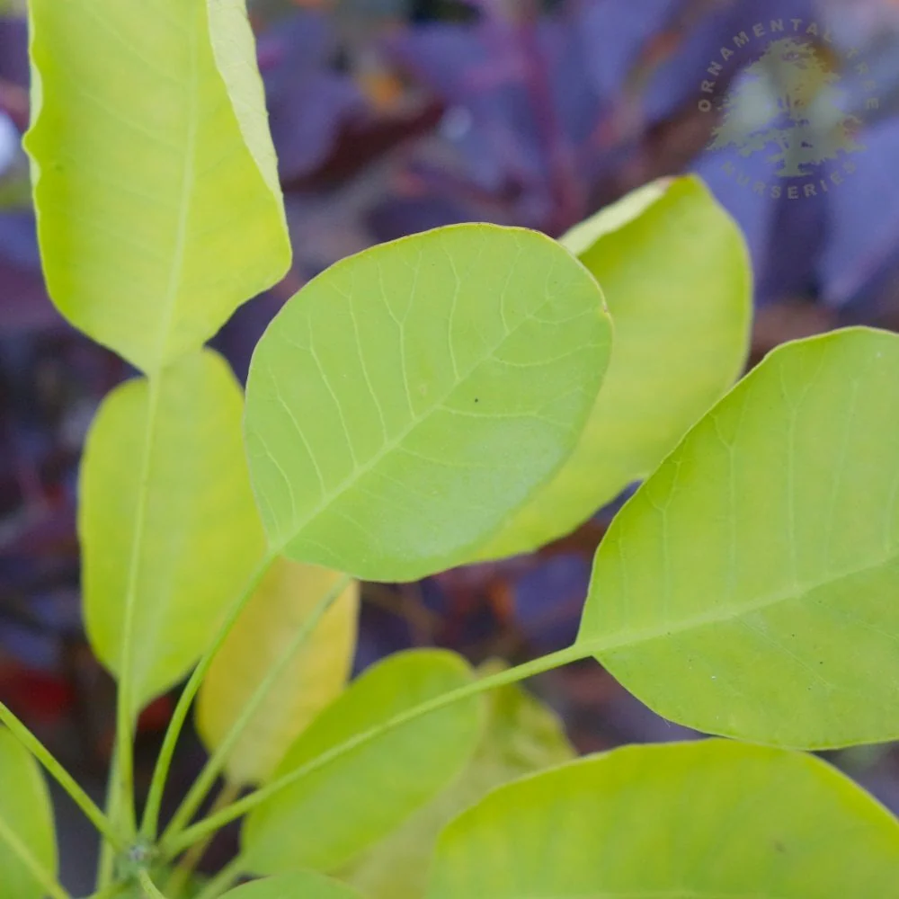 Cotinus coggygria 'Golden Spirit' Tree - Image 2