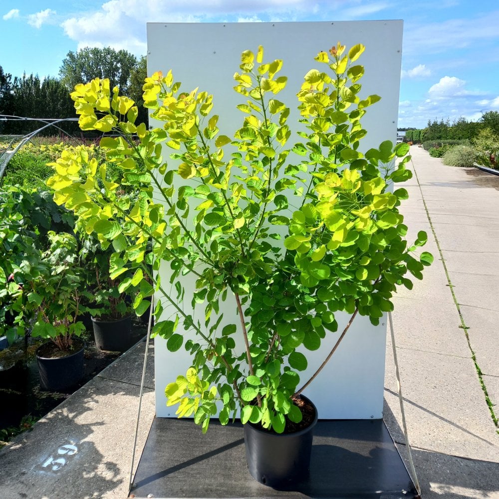 Cotinus coggygria 'Golden Spirit' Tree - Image 4