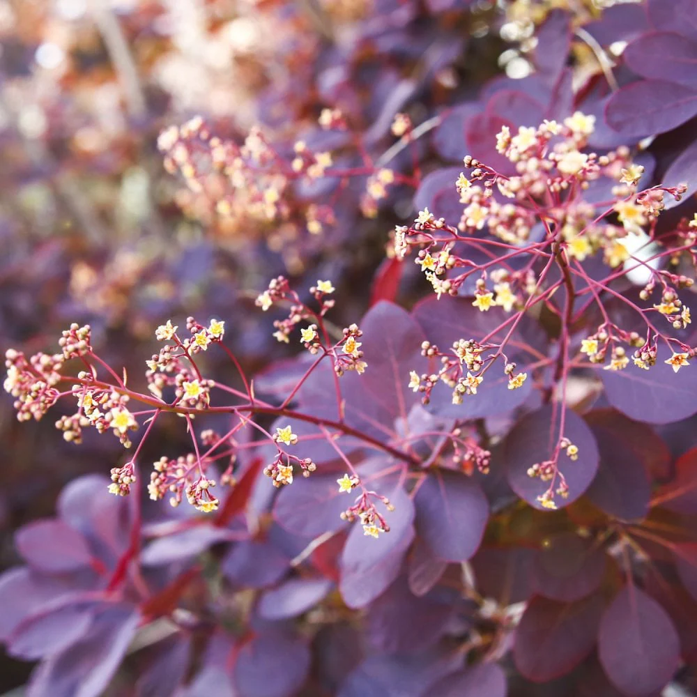 Cotinus coggygria 'Royal Purple'