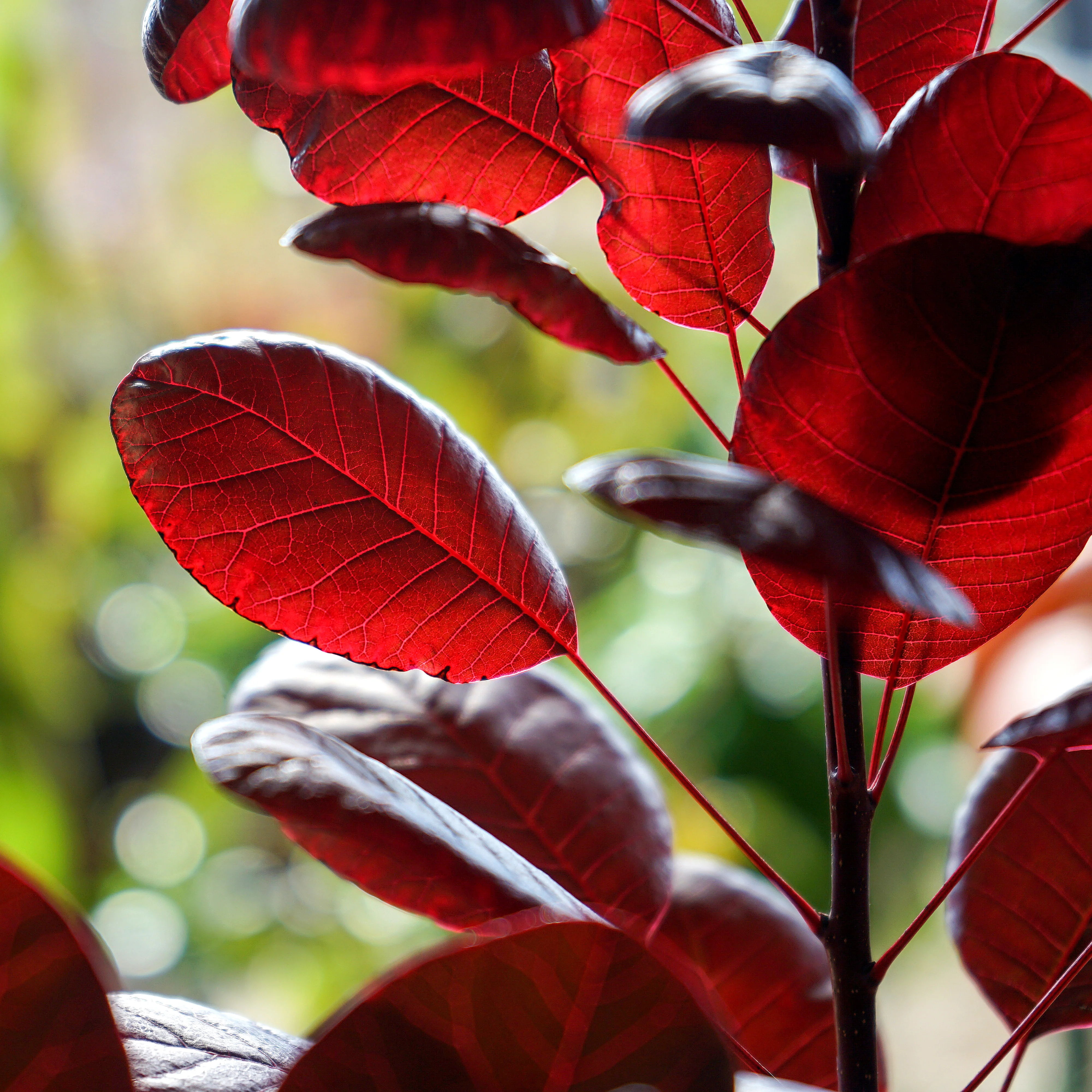 Cotinus coggygria 'Royal Purple' - Image 2