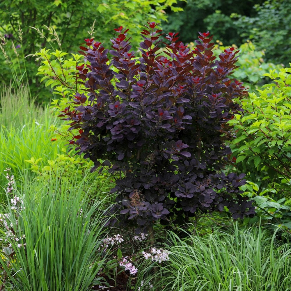 Cotinus coggygria 'Royal Purple' - Image 3