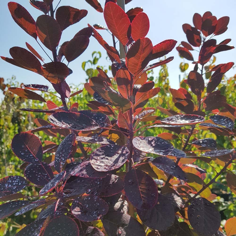 Cotinus coggygria 'Royal Purple' - Image 4