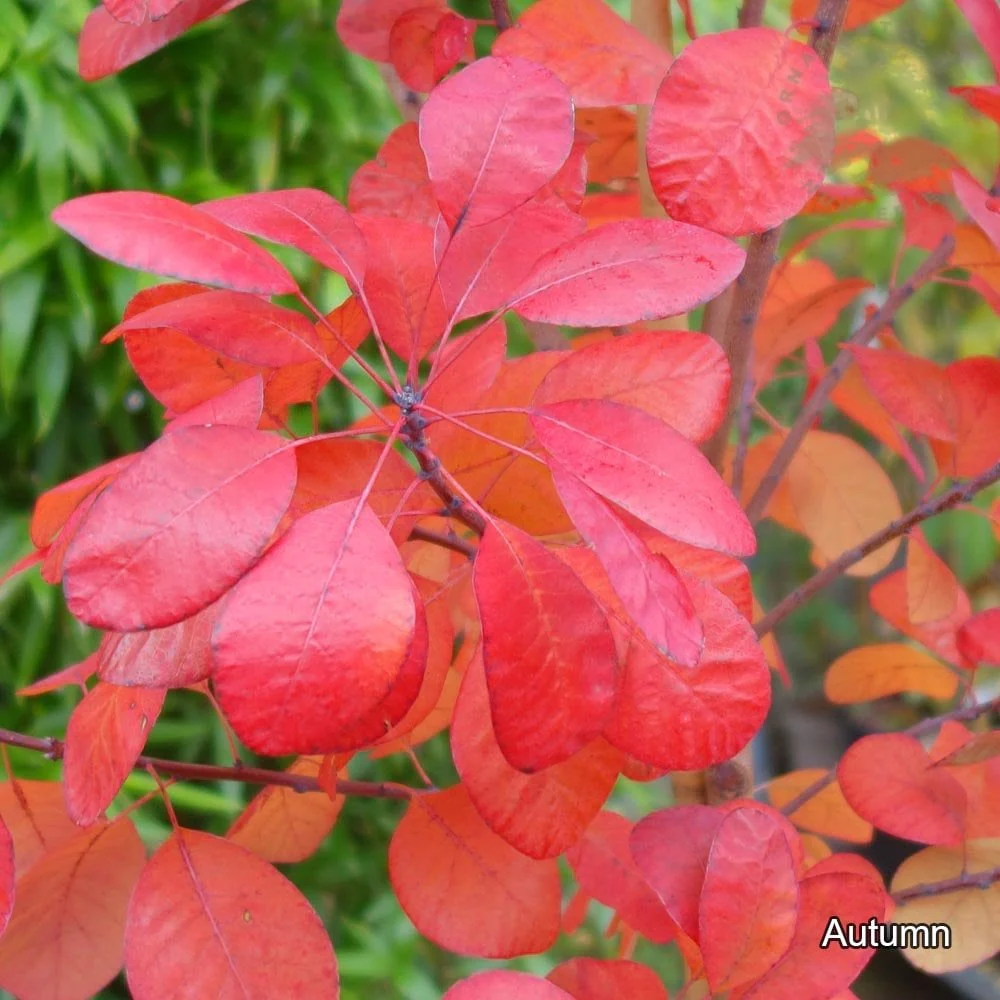 Cotinus coggygria 'Royal Purple' - Image 5
