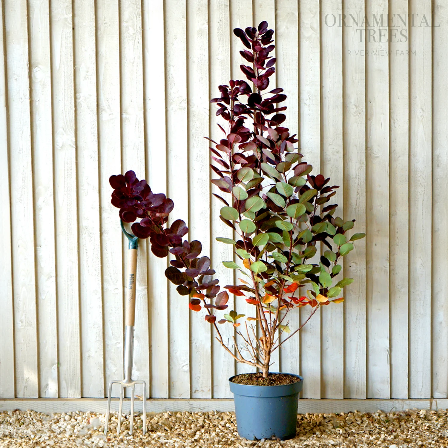 Cotinus coggygria 'Royal Purple' - Image 6
