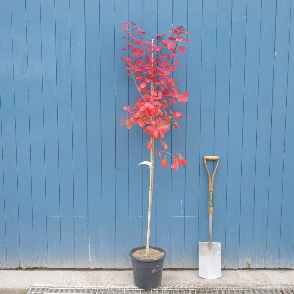 Cotinus coggygria 'Royal Purple' - Image 7