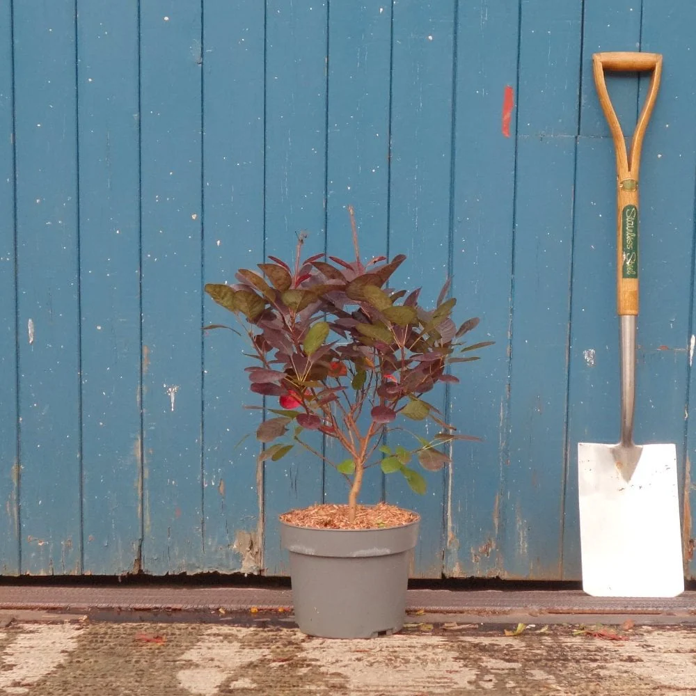 Cotinus coggygria 'Royal Purple' - Image 8