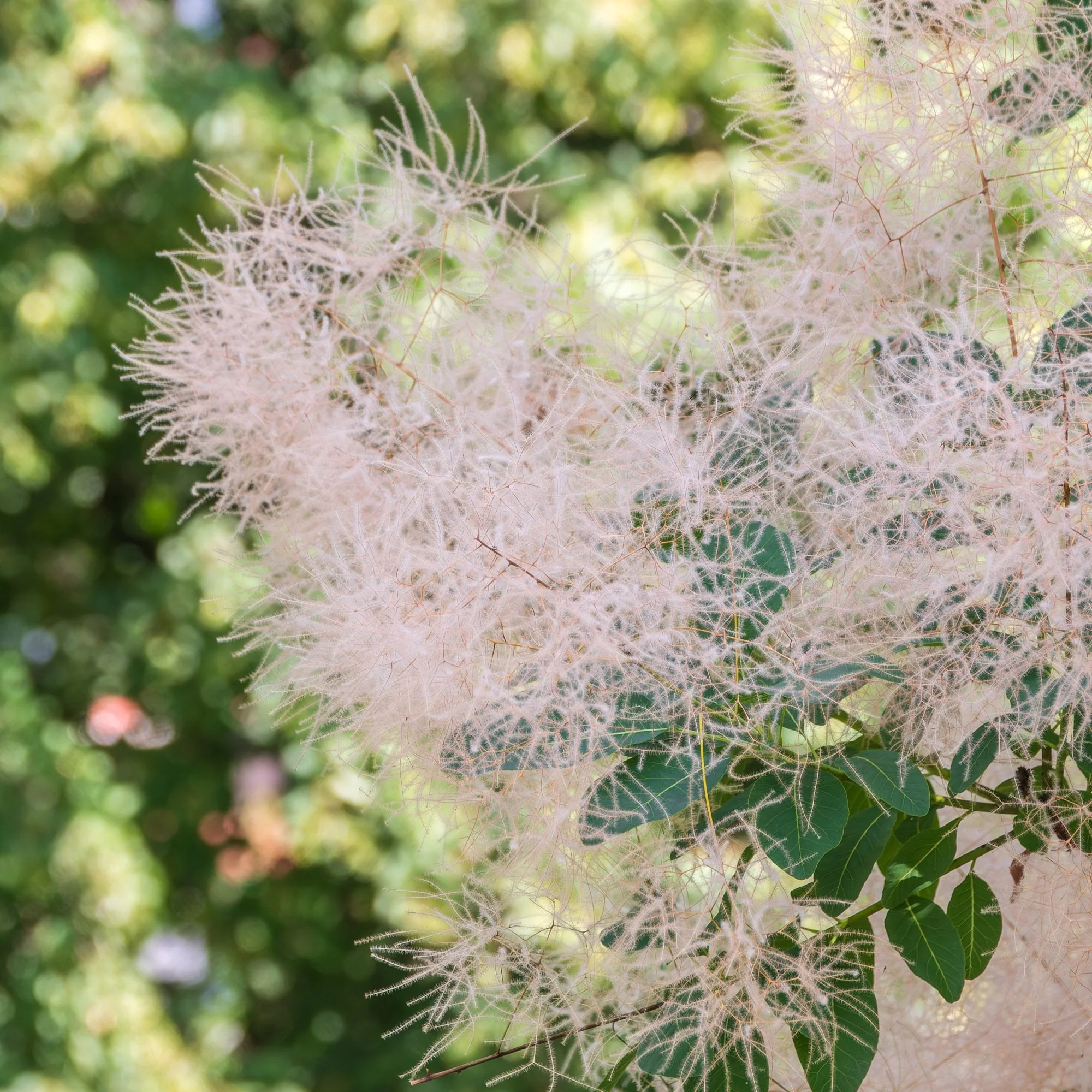 Cotinus coggygria 'Young Lady' Shrub