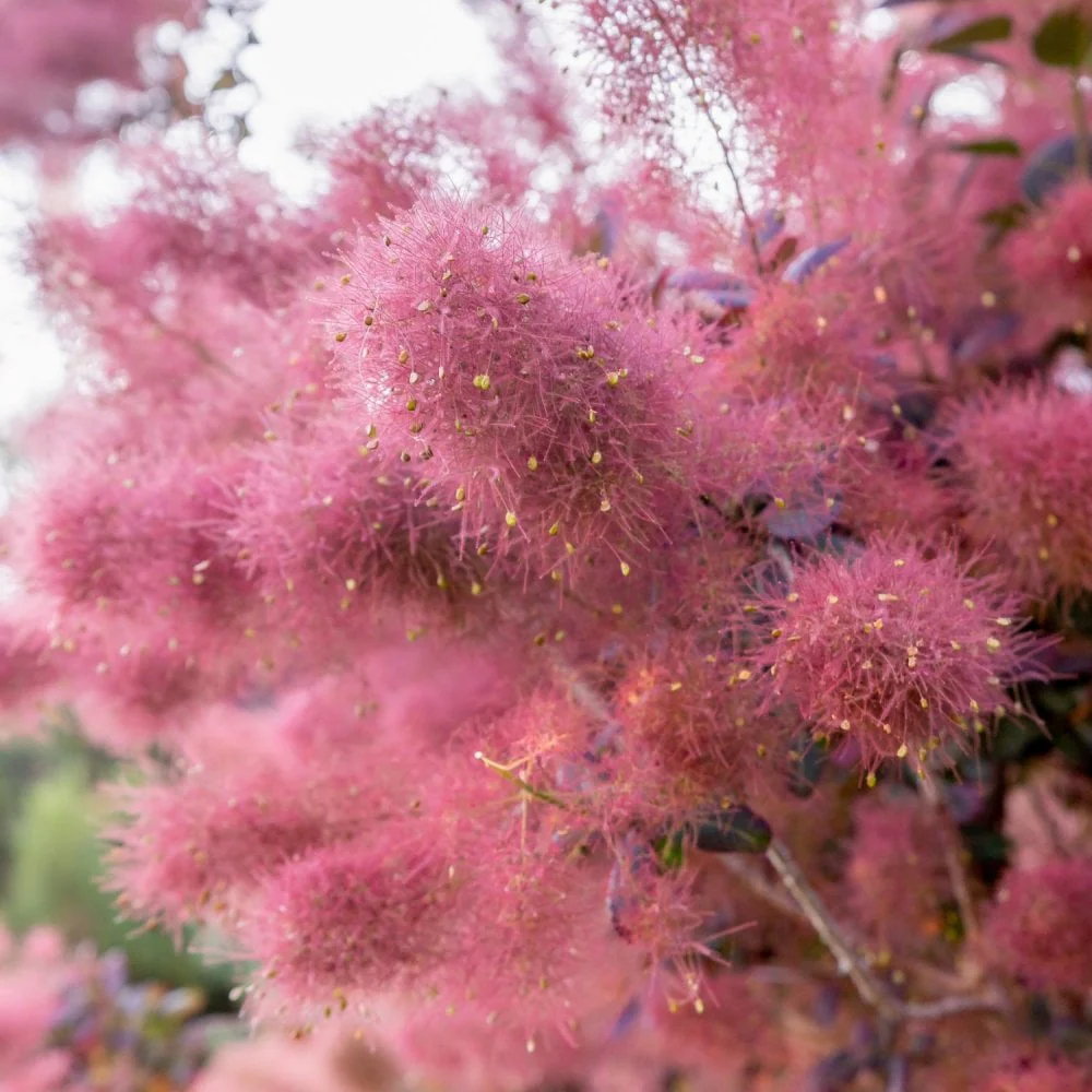 Cotinus 'Dusky Maiden' Shrub