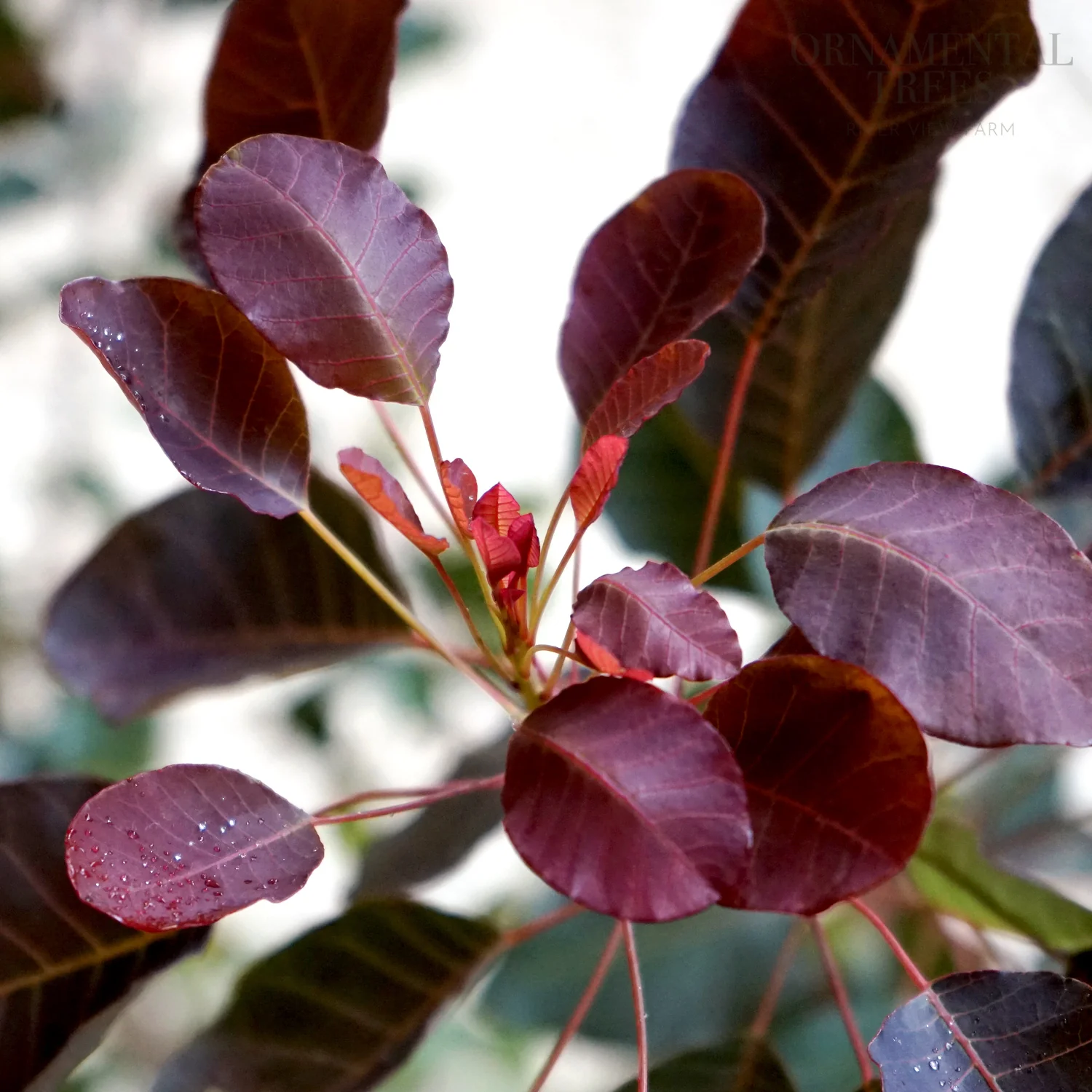 Cotinus 'Dusky Maiden' Shrub - Image 2