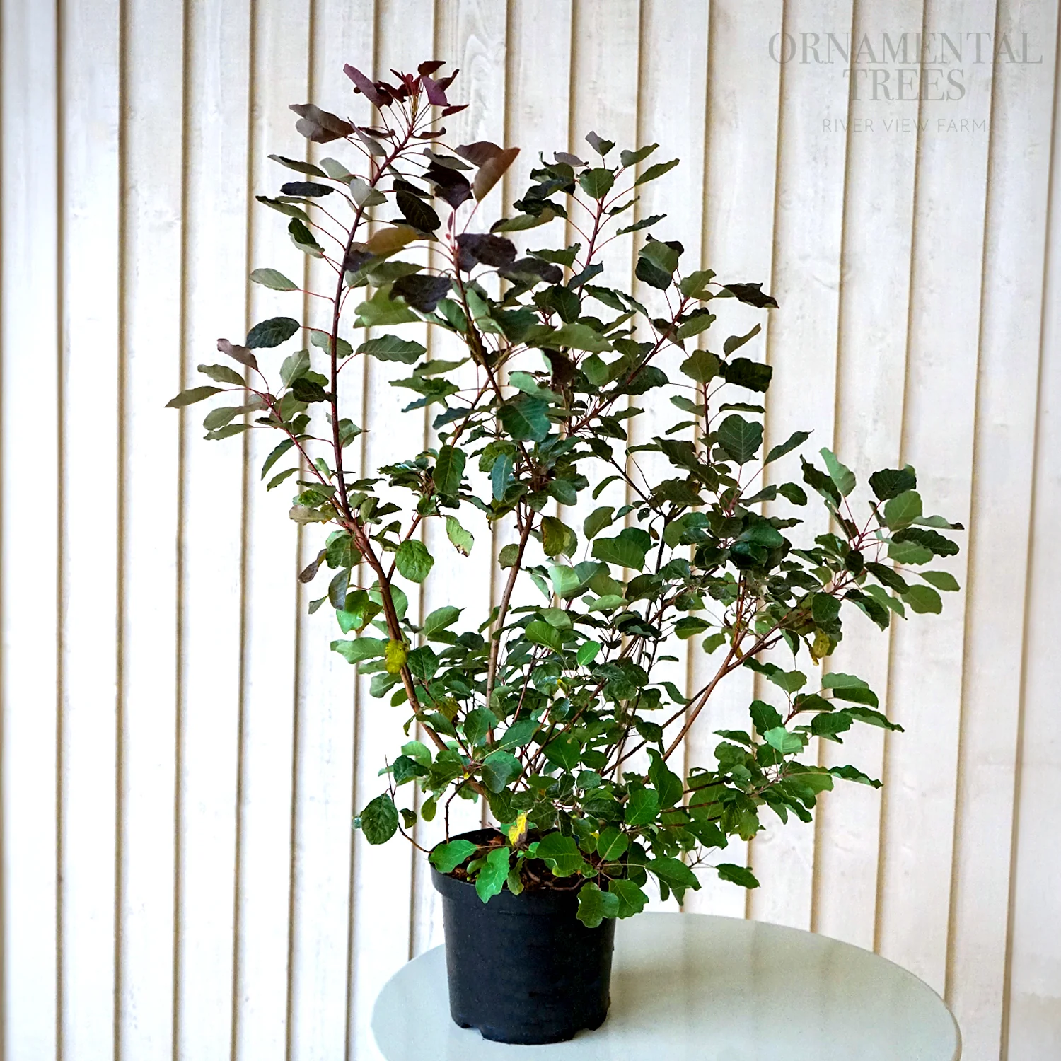 Cotinus 'Dusky Maiden' Shrub - Image 3