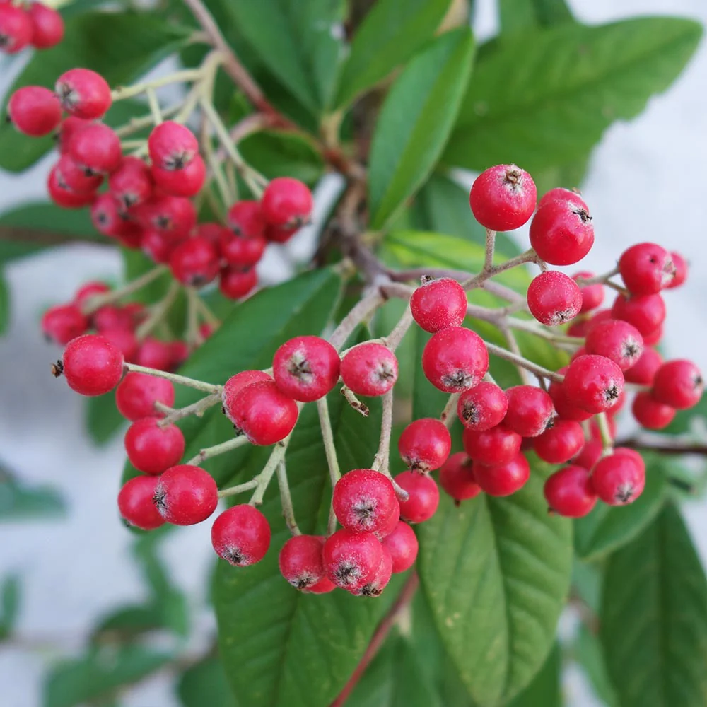 Cotoneaster frigidus 'Cornubia' Tree - Image 3