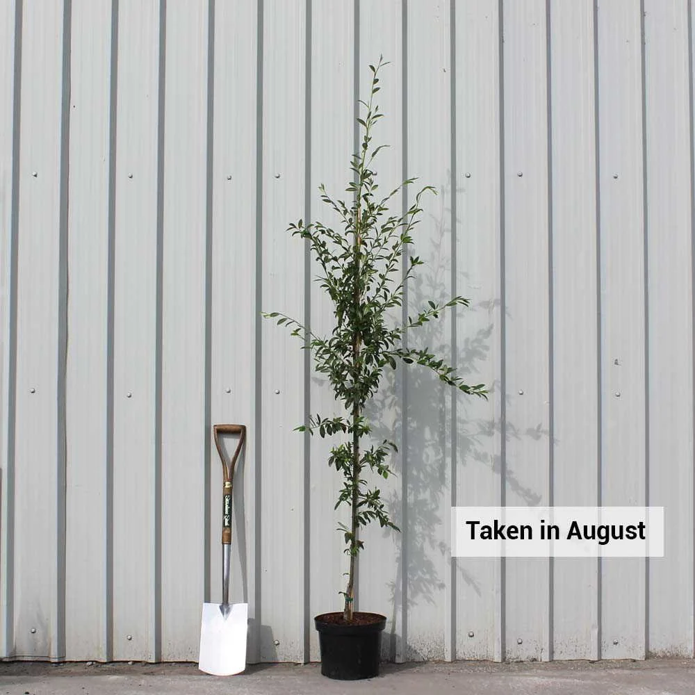 Cotoneaster frigidus salicifolia 'Exburiensis' Tree - Image 2