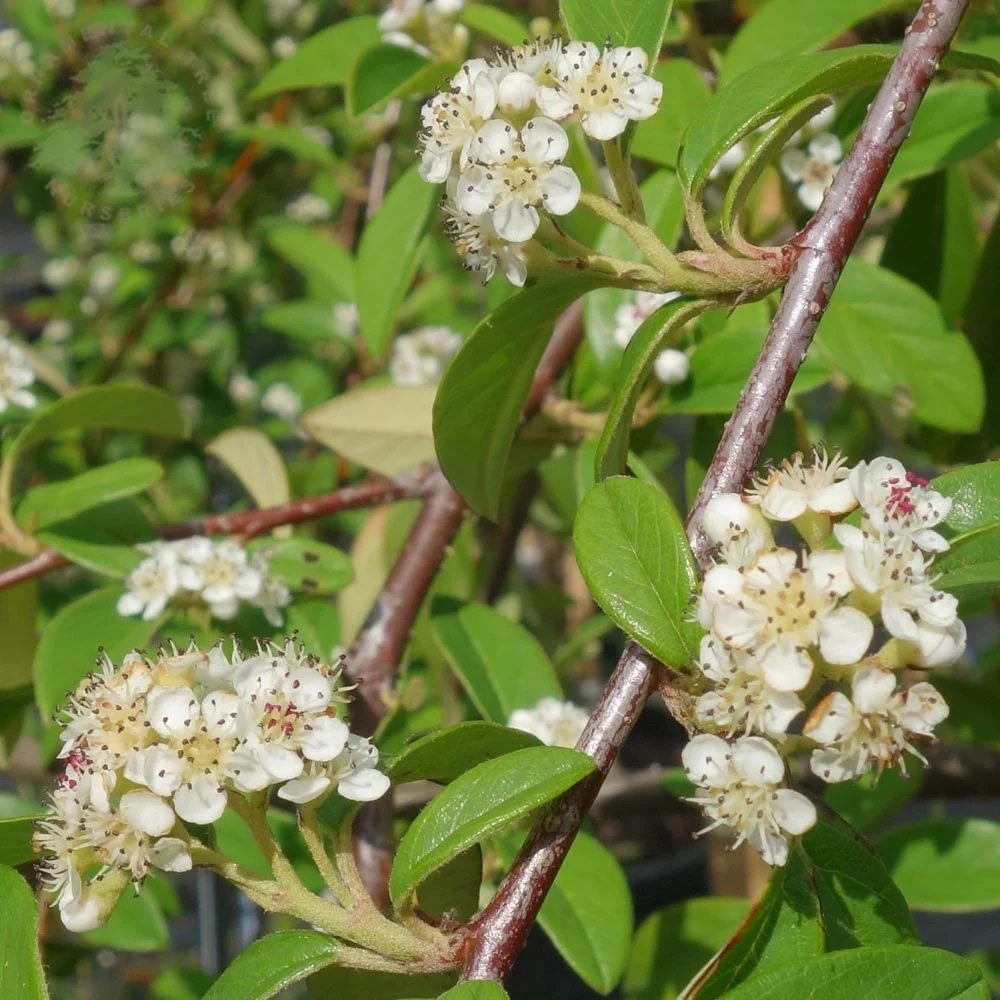 Cotoneaster 'Hybridus Pendulus' Tree - Image 3