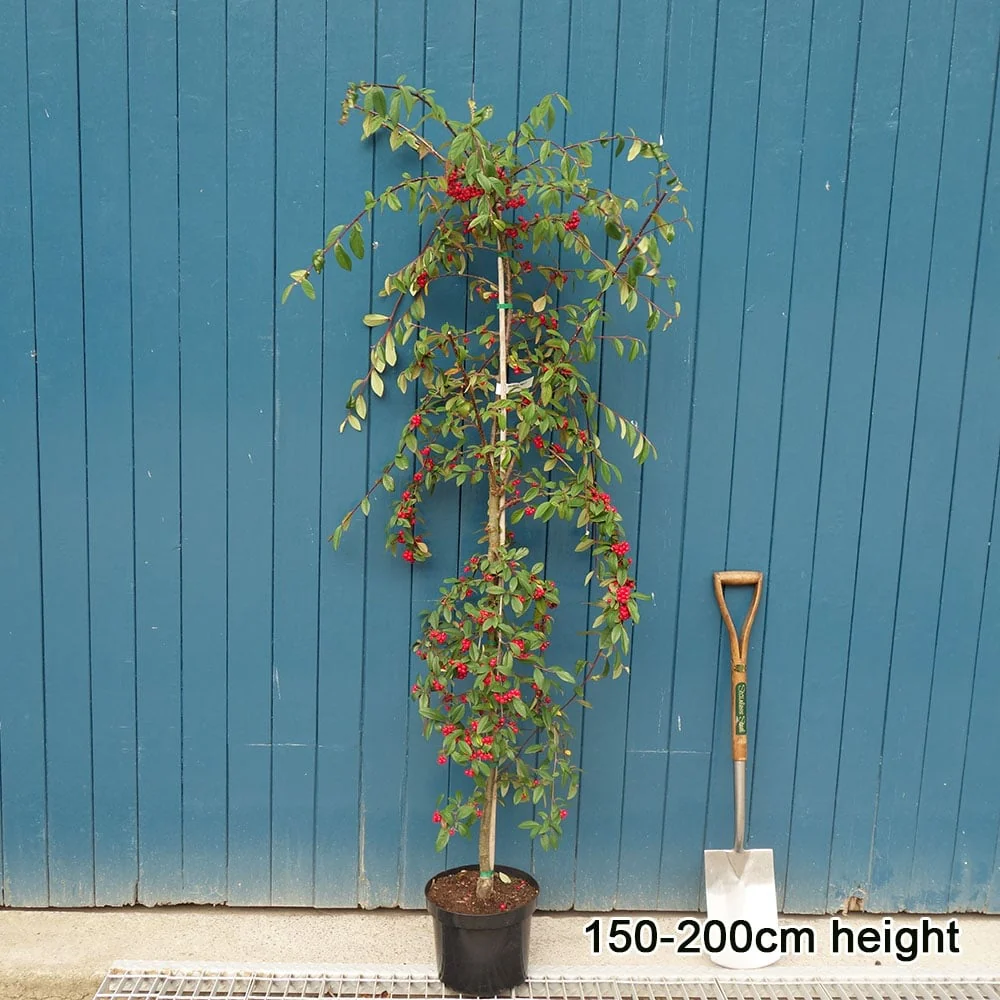 Cotoneaster 'Hybridus Pendulus' Tree - Image 5