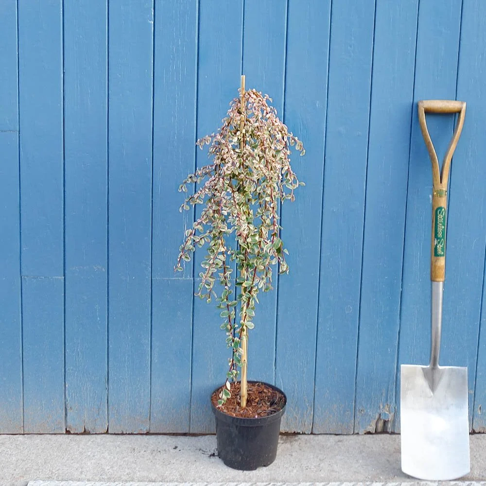 Cotoneaster 'Juliette' Tree - Image 3