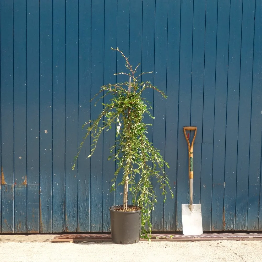 Cotoneaster salicifolius 'Repens' - Image 3