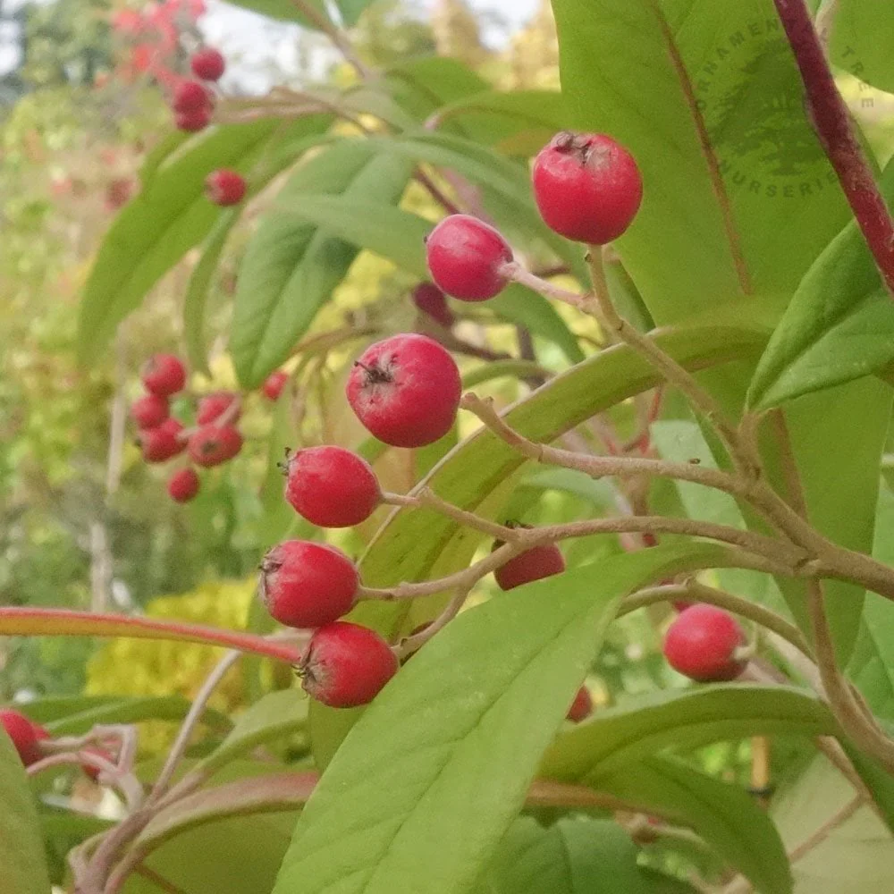 Cotoneaster x watereri Tree - Image 2