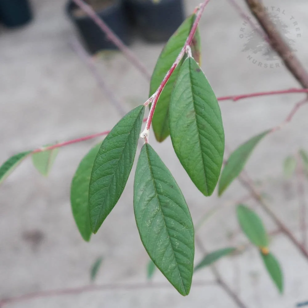 Cotoneaster x watereri Tree - Image 3