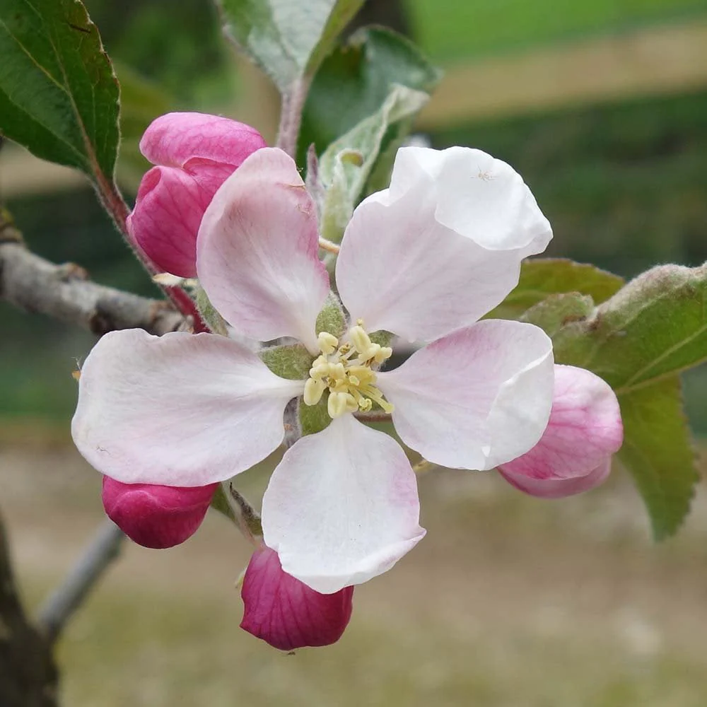 Cox Self Fertile Apple Tree - Image 3