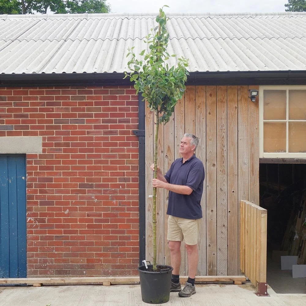 Cox's Orange Pippin Apple Tree - Image 3