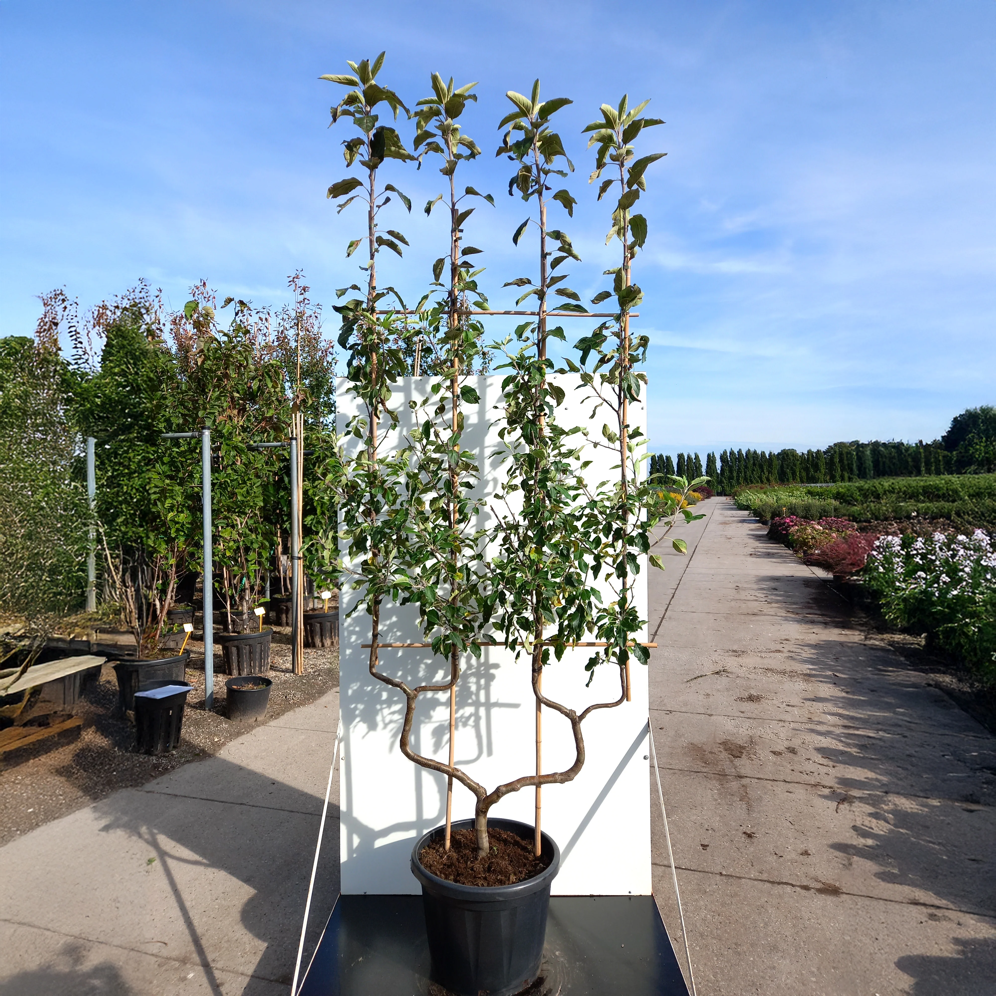Cox's Orange Pippin Apple Tree - Image 4