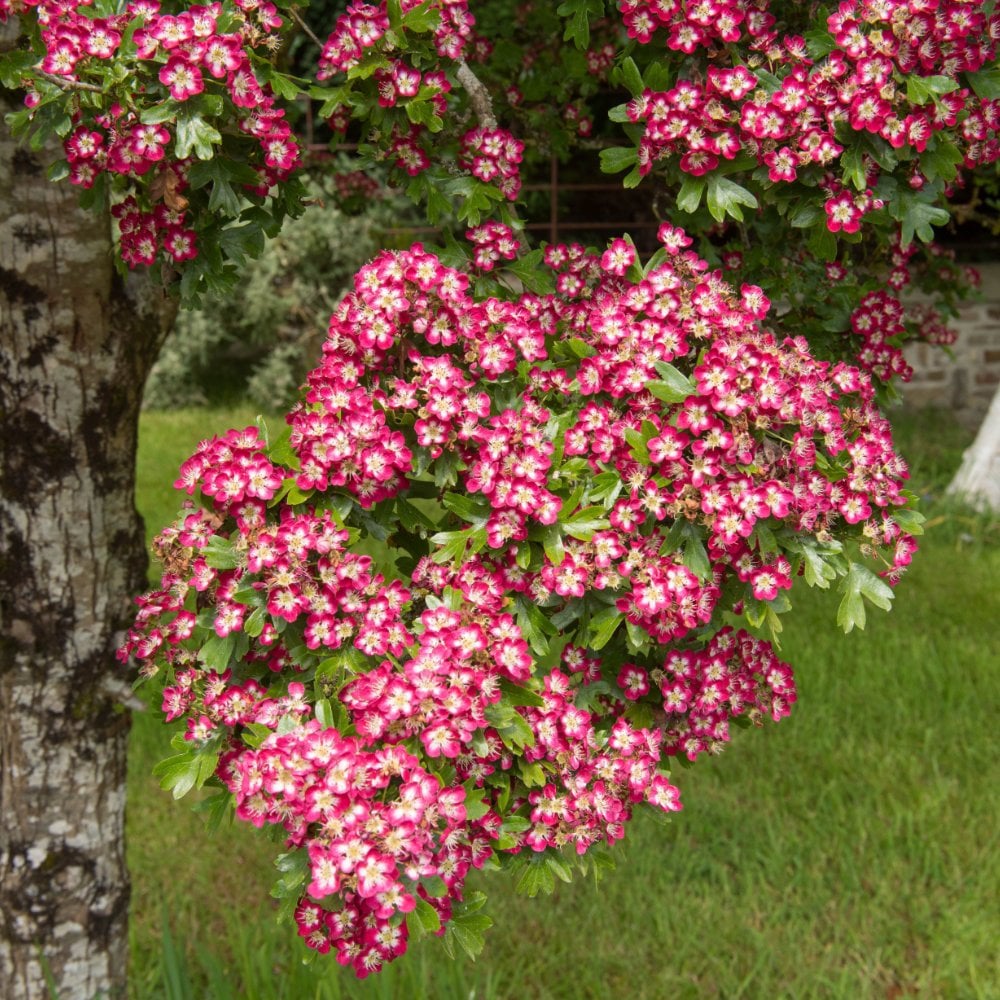 Crataegus laevigata 'Crimson Cloud' Tree
