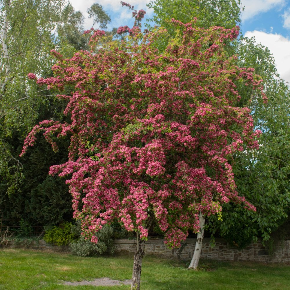 Crataegus laevigata 'Crimson Cloud' Tree - Image 2