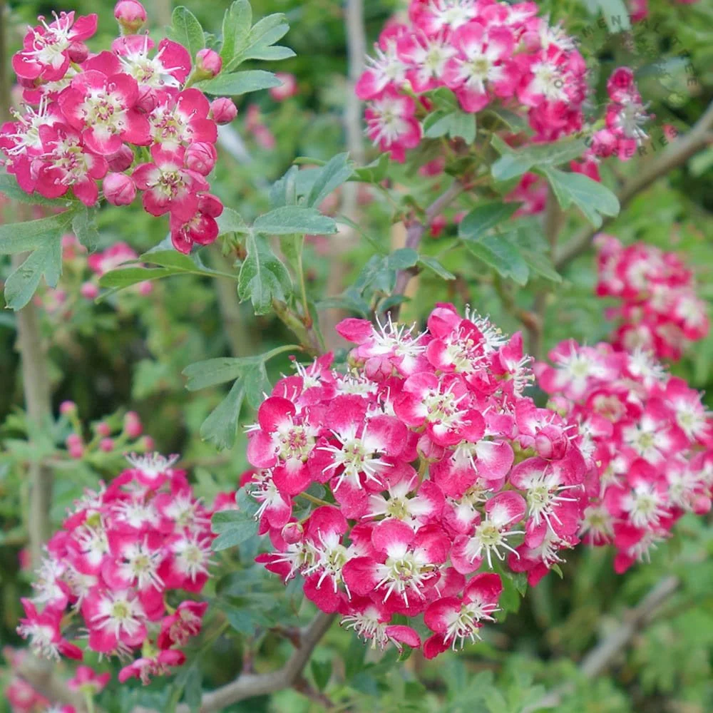 Crataegus laevigata 'Crimson Cloud' Tree - Image 3
