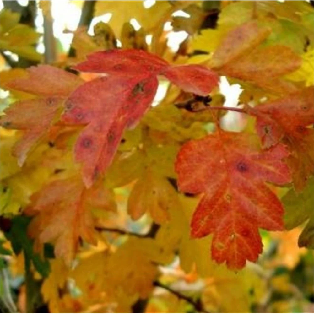 Crataegus laevigata 'Paul's Scarlet' Tree - Image 3
