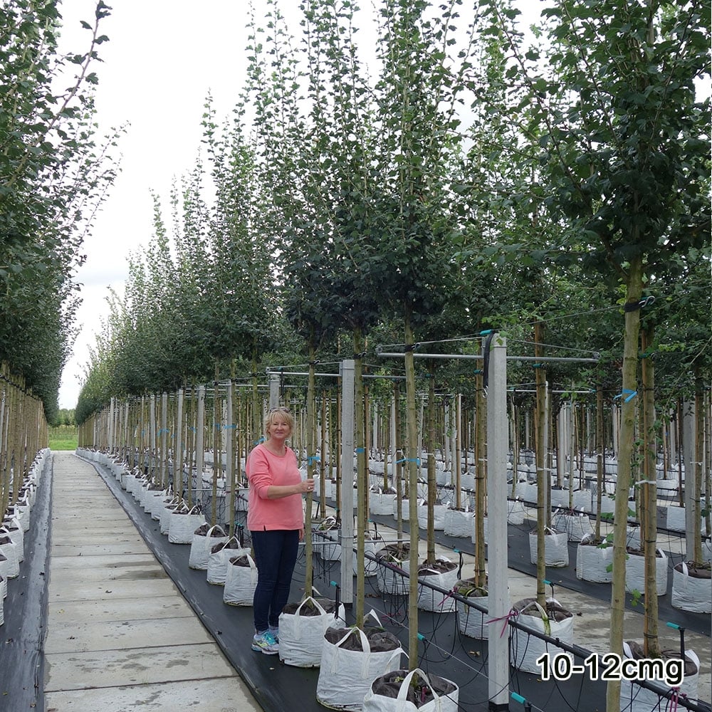 Crataegus laevigata 'Paul's Scarlet' Tree - Image 6
