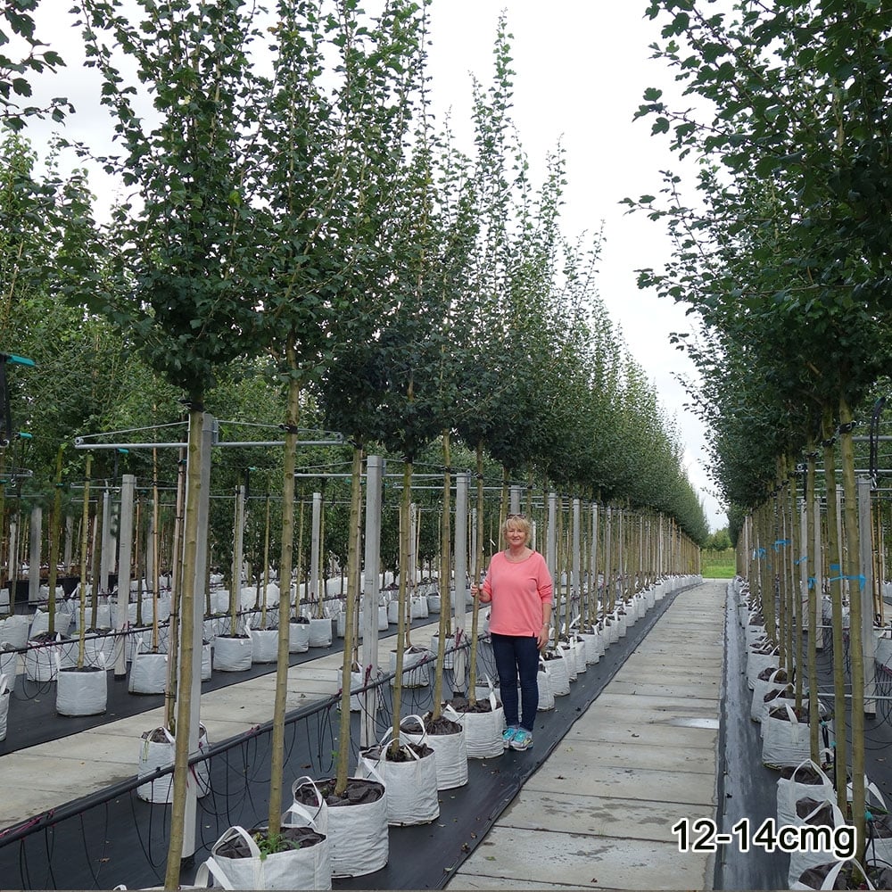 Crataegus laevigata 'Paul's Scarlet' Tree - Image 7