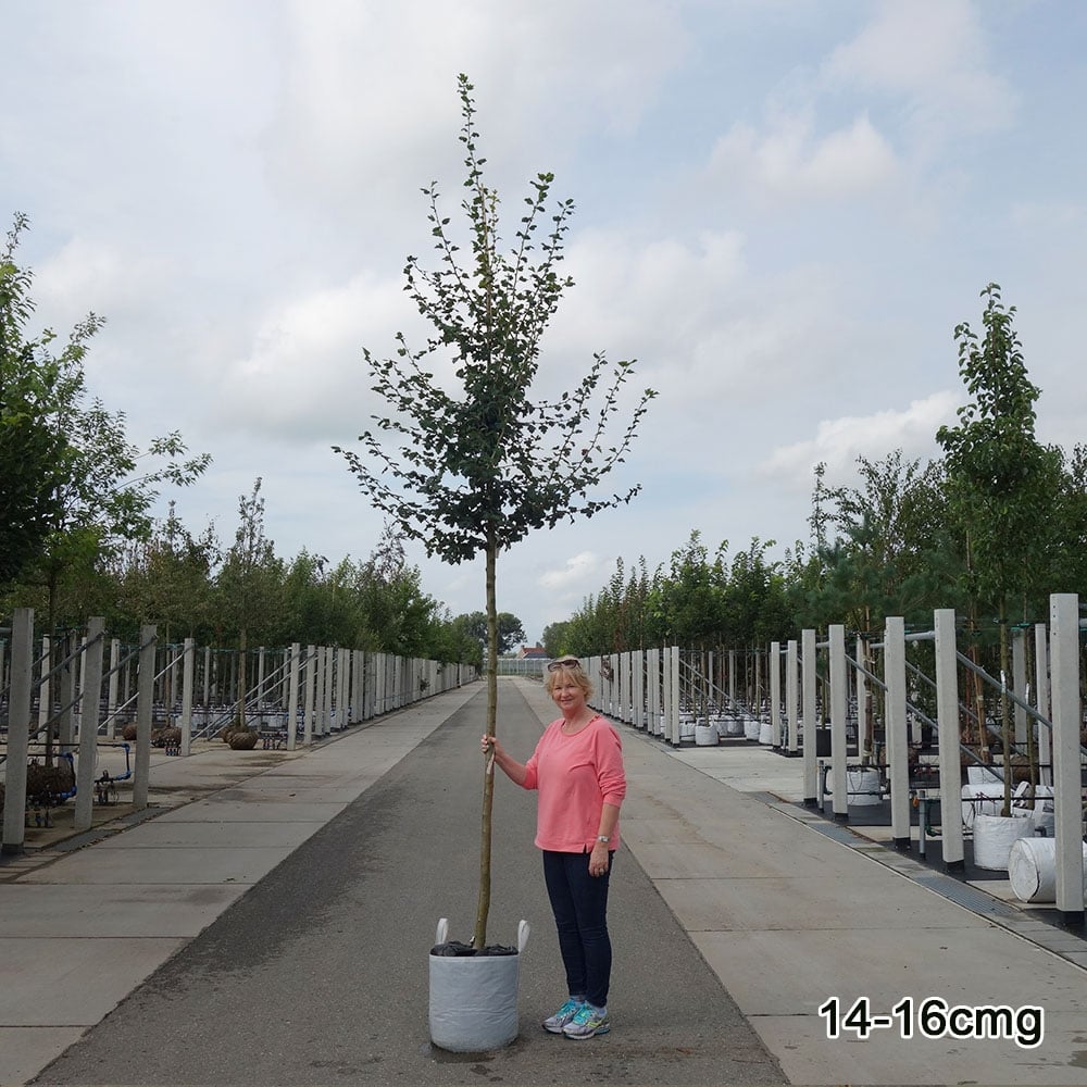 Crataegus laevigata 'Paul's Scarlet' Tree - Image 8