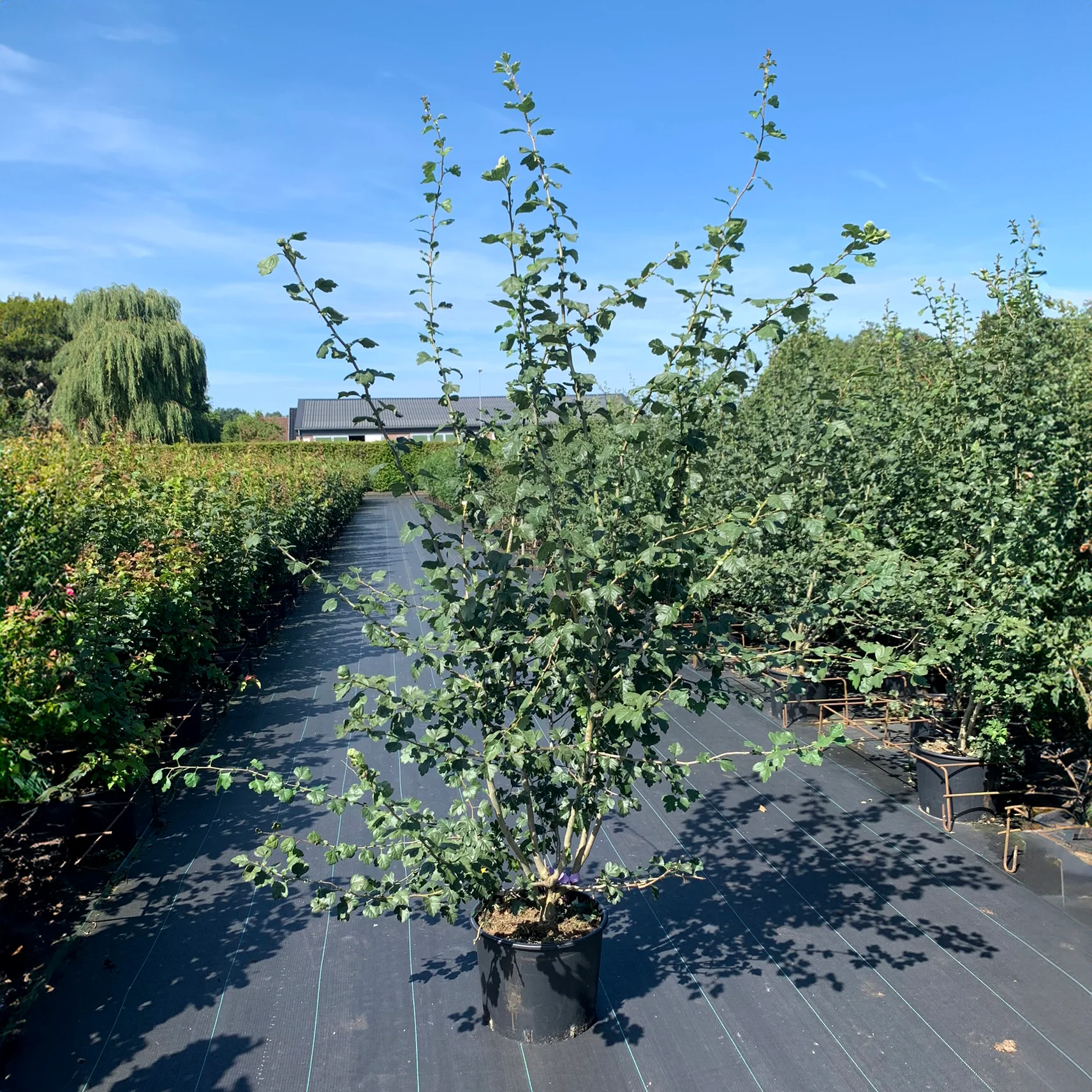 Crataegus laevigata 'Paul's Scarlet' Tree - Image 9