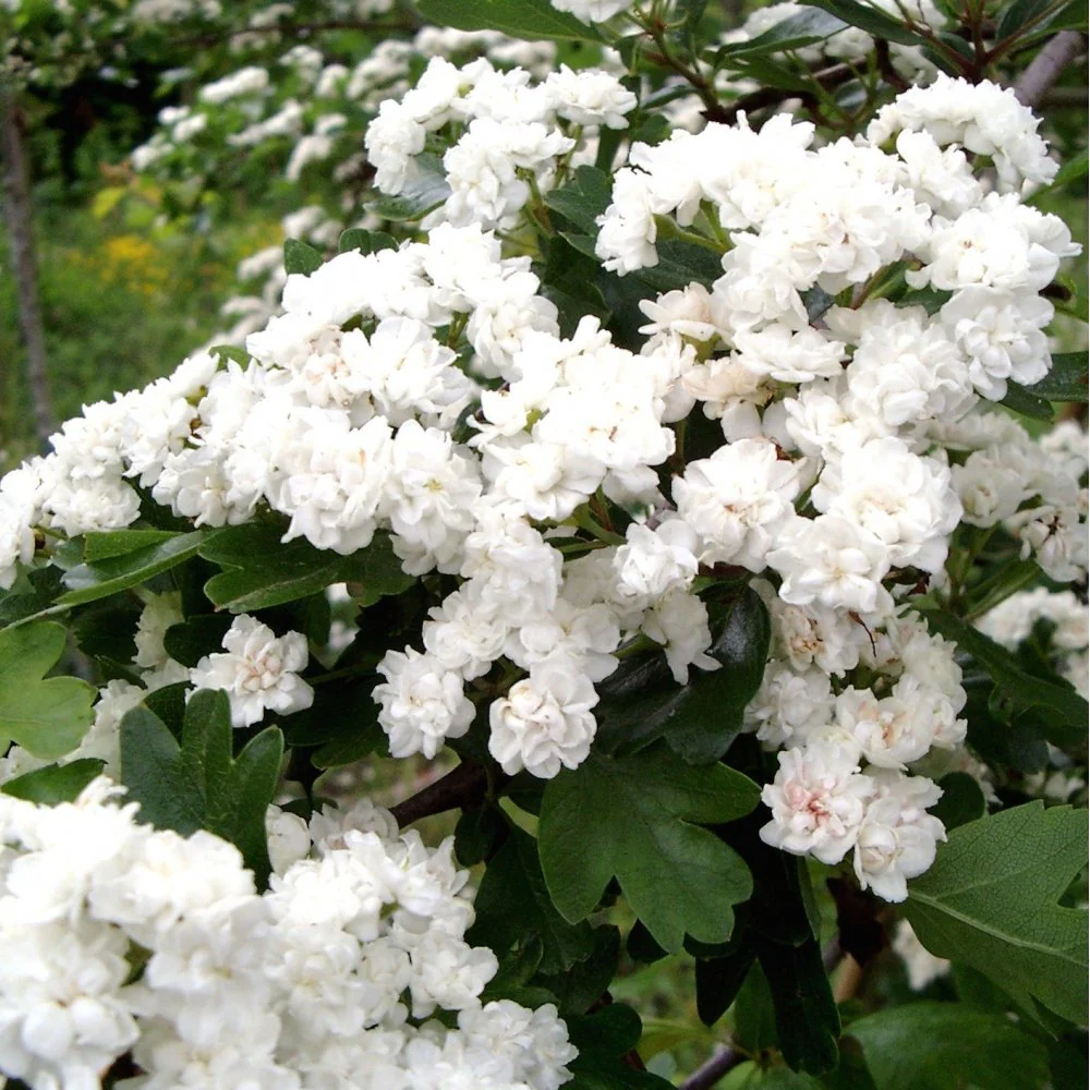 Crataegus laevigata 'Plena' Tree