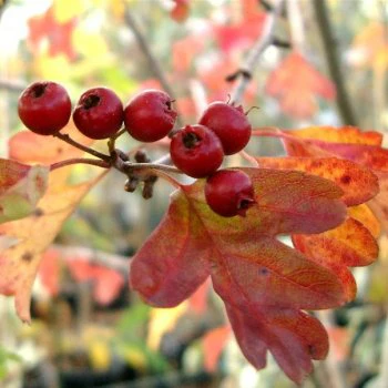 Crataegus laevigata 'Plena' Tree - Image 2