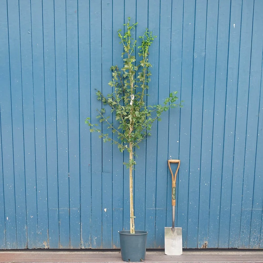 Crataegus laevigata 'Plena' Tree - Image 3
