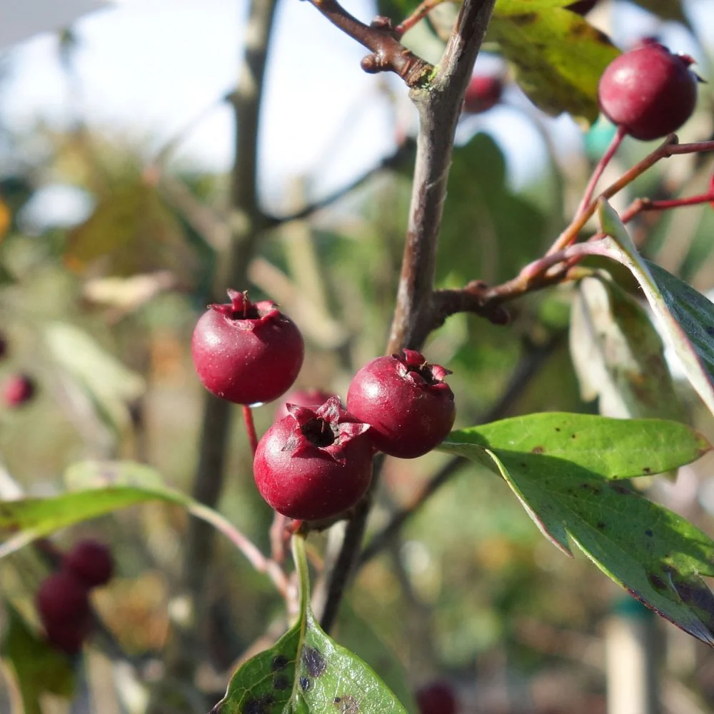 Crataegus laevigata 'Rosea Flore Pleno' Tree - Image 2