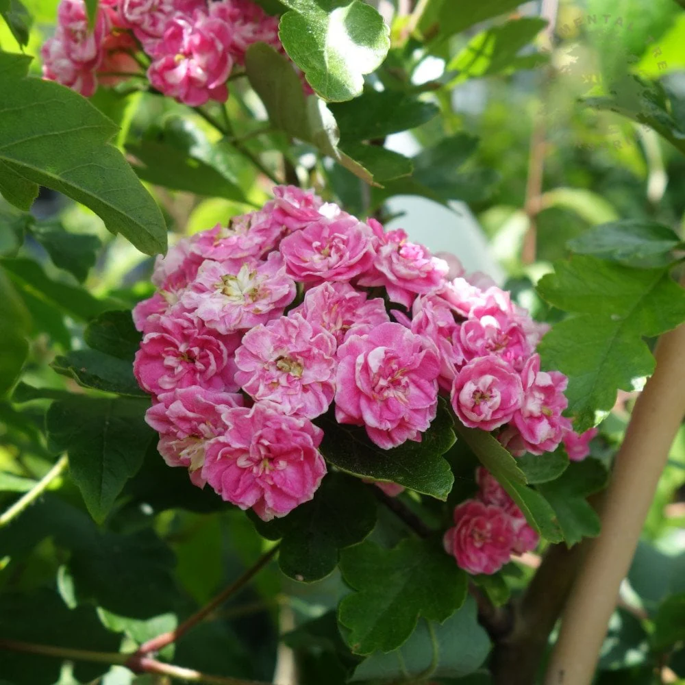 Crataegus laevigata 'Rosea Flore Pleno' Tree - Image 3