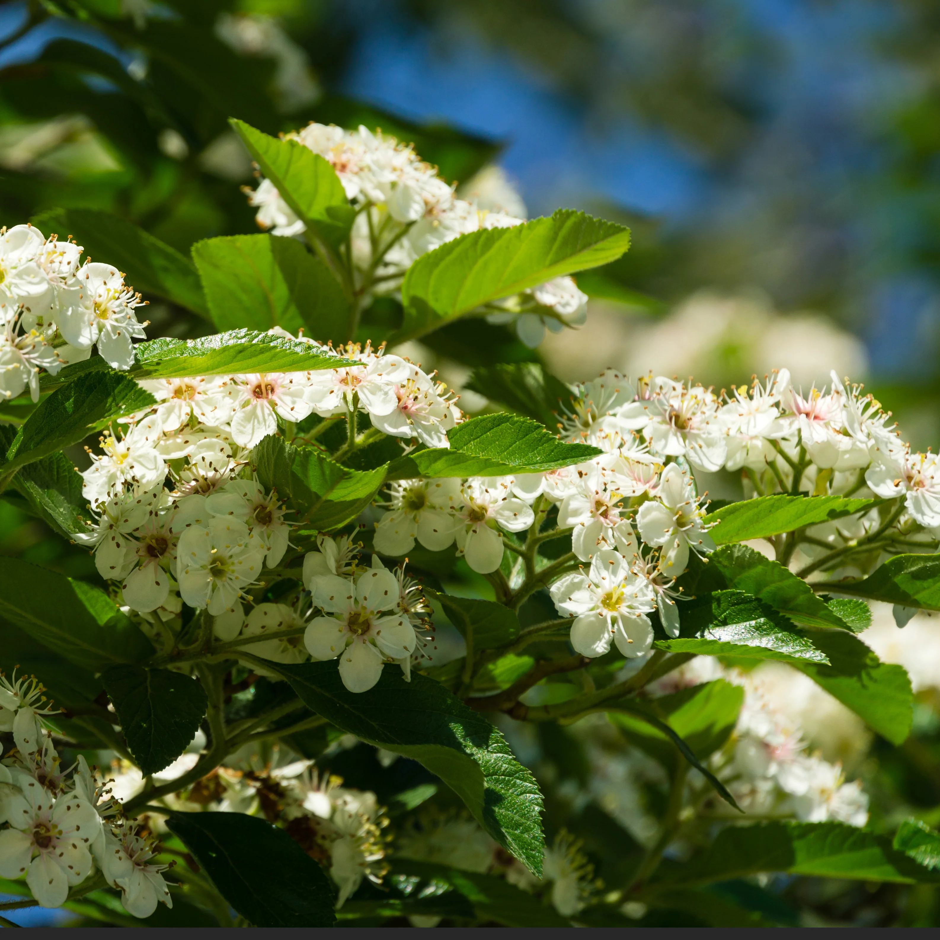 Crataegus persimilis 'Prunifolia' Tree