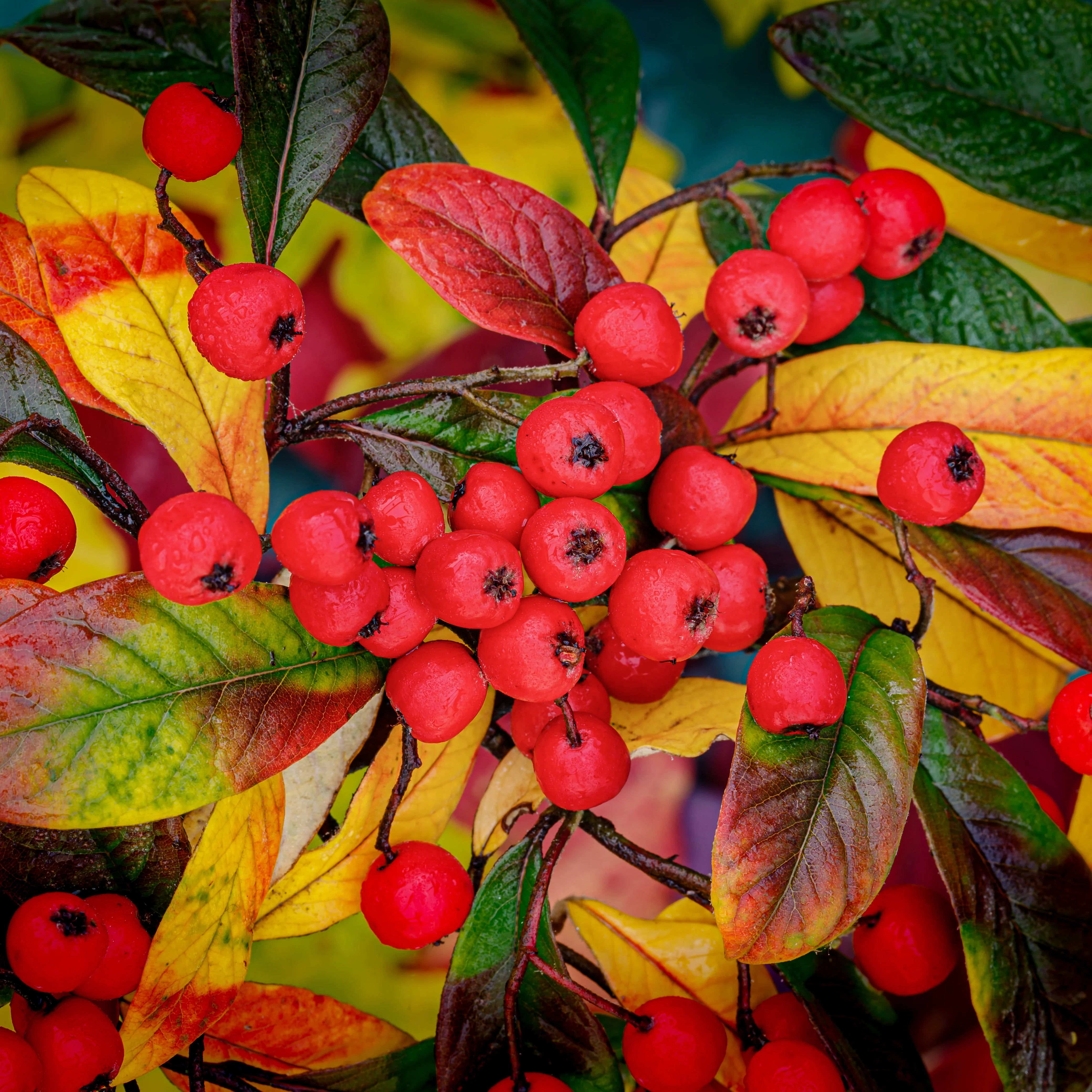 Crataegus persimilis 'Prunifolia' Tree - Image 2