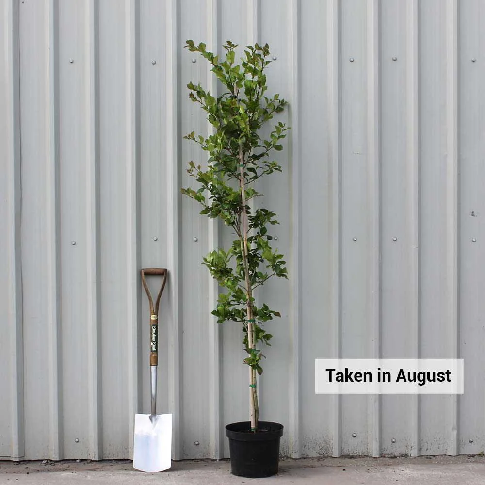 Crataegus persimilis 'Prunifolia' Tree - Image 3