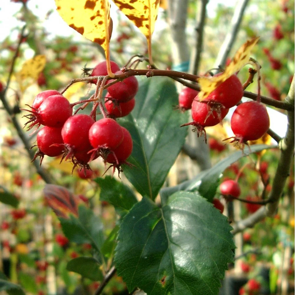 Crataegus prunifolia 'Splendens' Tree - Image 2