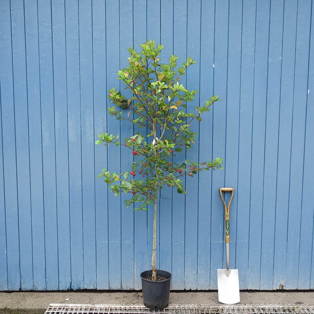 Crataegus prunifolia 'Splendens' Tree - Image 4
